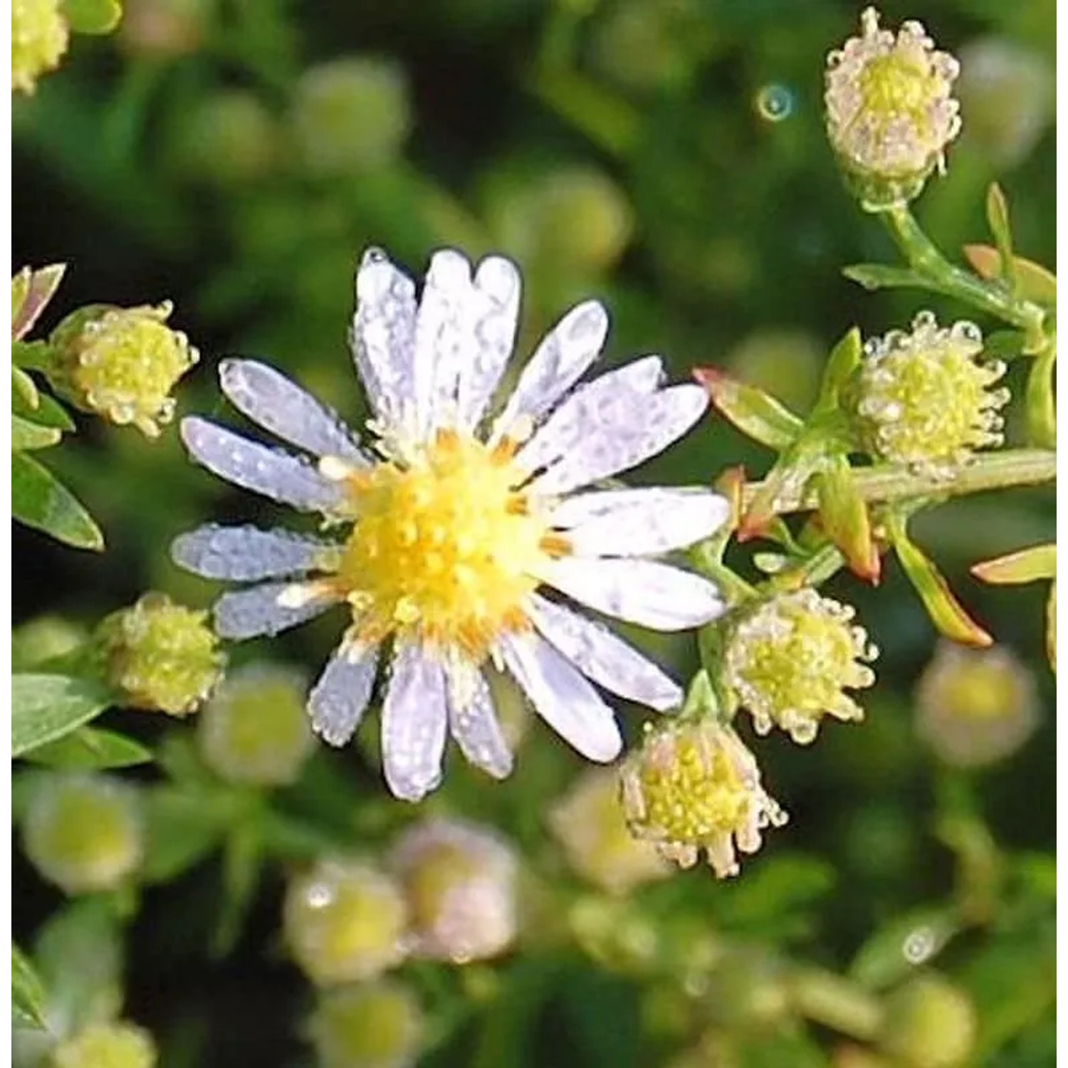 Myrtenaster Erlkönig - Aster ericoides