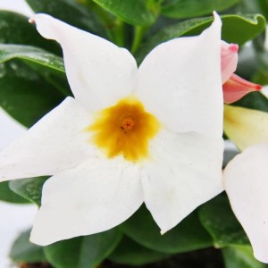 Nahaufnahme einer weißen Dipladenia (Chilenischer Jasmin) Blüte mit gelbem Zentrum im 10cm Topf.
