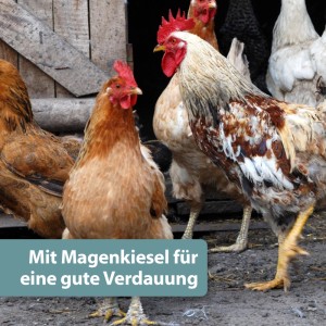 Hühner fressen Quiko Mineralgrit mit Magenkiesel, ein Ergänzungsfutter für Vögel.