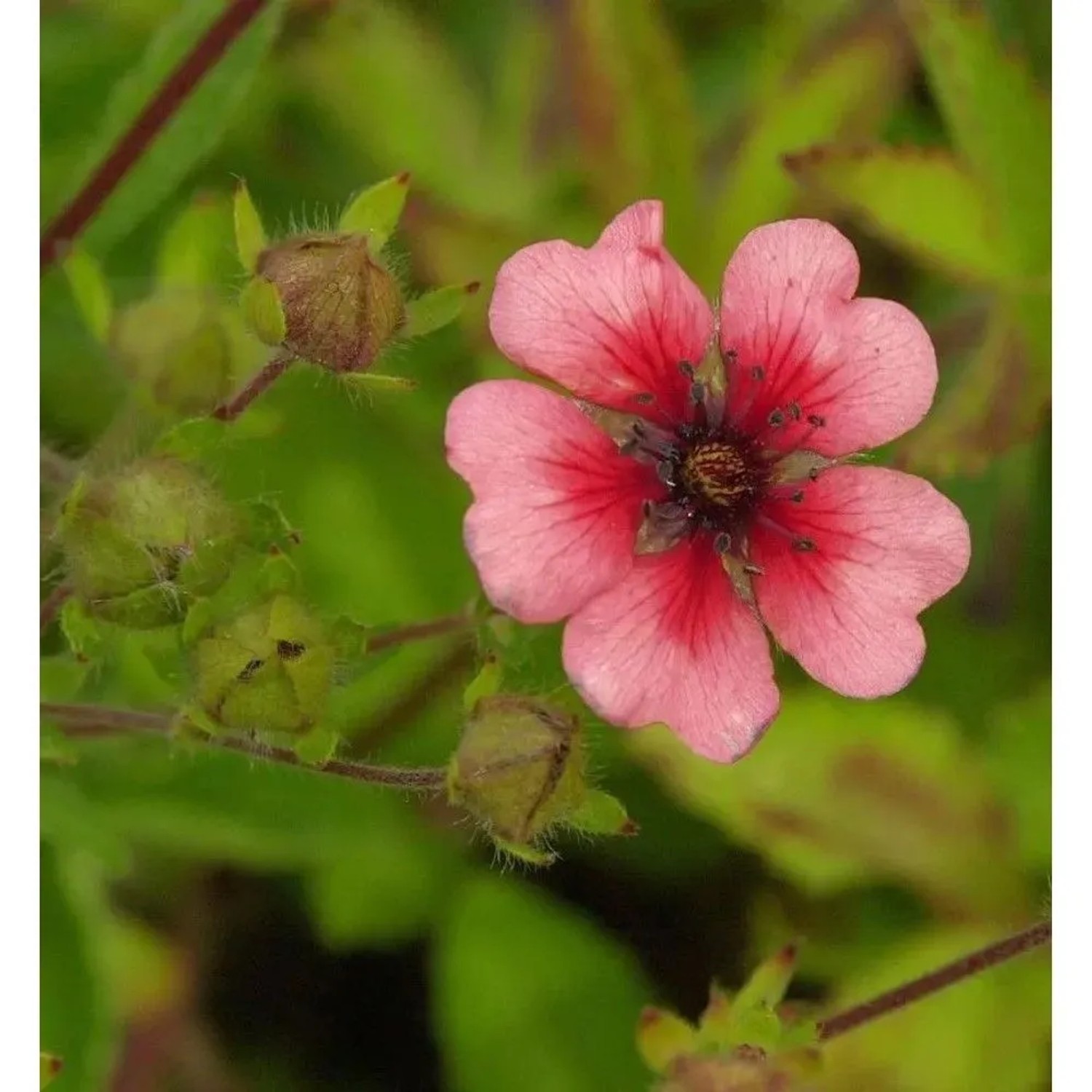 Fingerkraut Miss Willmott - Potentilla nepalensis
