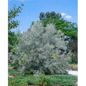 Schmalblättrige Ölweide (Elaeagnus Angustifolia), 150–200 cm, mit silbrig-grünen Blättern im Garten.