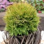 Kugel Lebensbaum Mirjam (Thuja occidentalis) im Topf aus Zweigen, grüne Gartenpflanze.