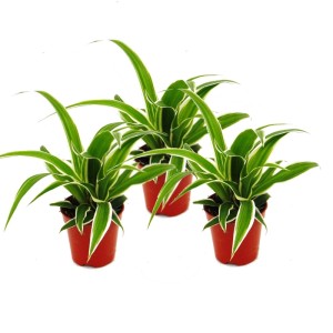 3er Set Mini Grünlilien (Chlorophytum) im Topf, Zimmerpflanzen für dein Zuhause.