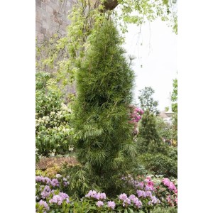 Japanische Schirmtanne (Sciadopitys verticillata), 100–125 cm, im Garten mit blühenden Rhododendren.