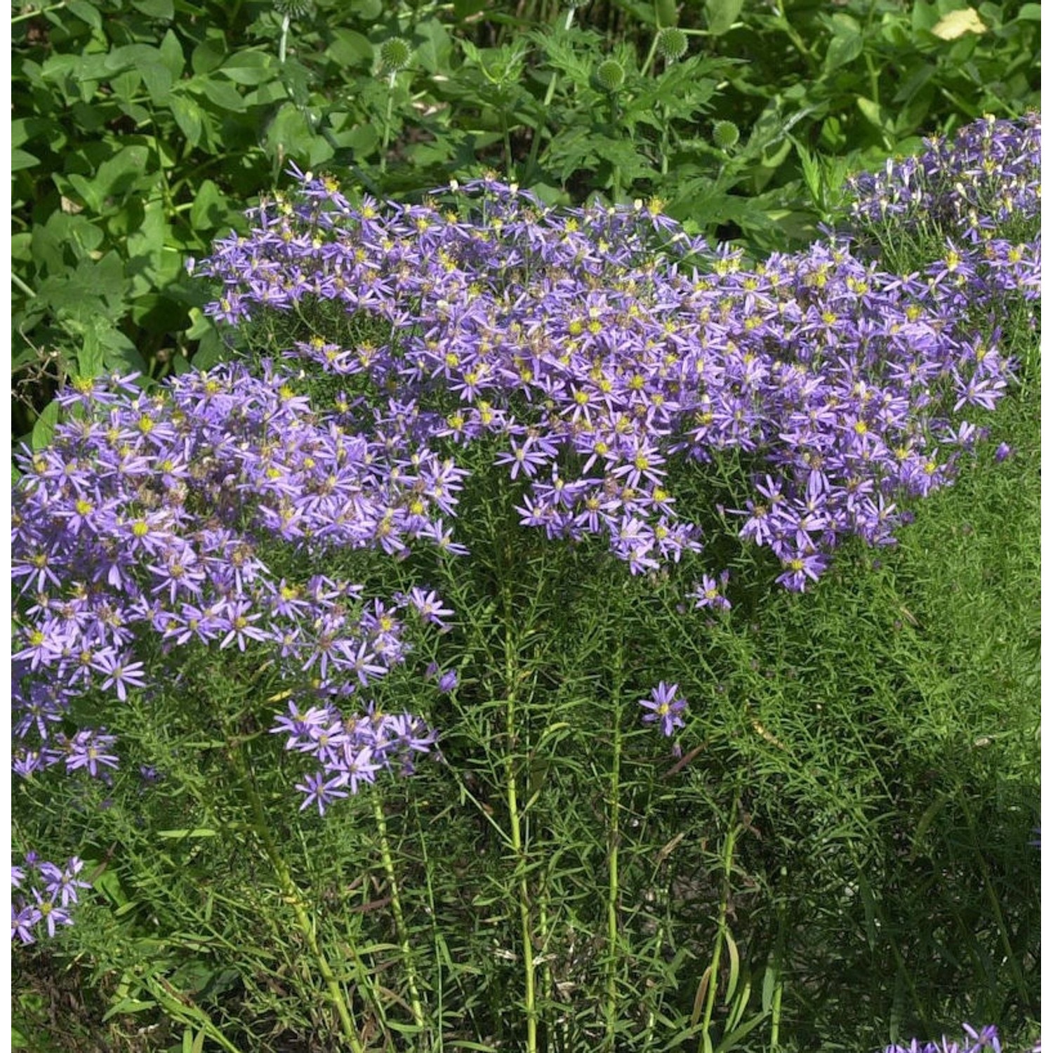 Niedrige Ödlandaster - Aster sedifolius Nanus günstig online kaufen