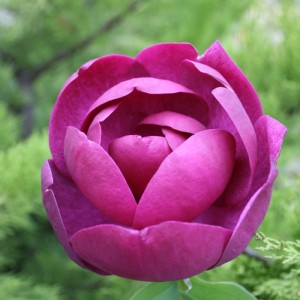 Nahaufnahme einer purpurroten Magnolie 'Black Tulip' Blüte von GROW by OBI.