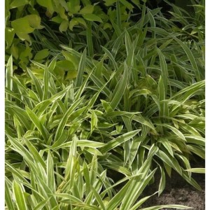 Detailaufnahme der weißbunten Teppich Segge (Carex siderosticha) Staude mit grün-weißen Blättern.