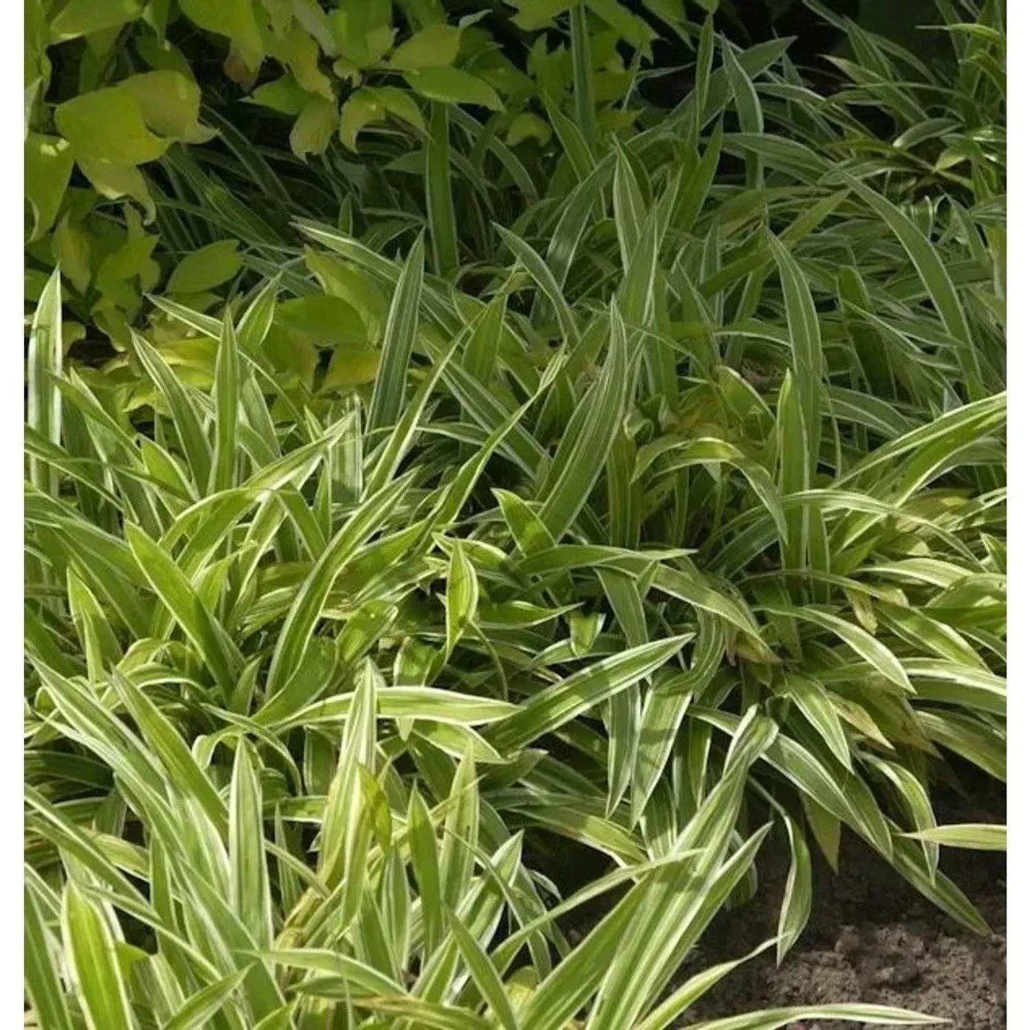 Weißbunte Teppich Segge - Carex siderosticha
