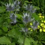 Alpen Mannstreu - Eryngium alpinum