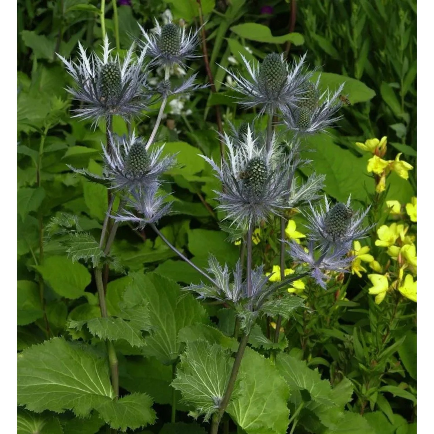 Alpen Mannstreu - Eryngium alpinum