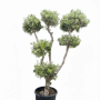 Olivenbaum Olea Europaea Pompon, 220 cm hoch, mit kugelförmigen Blattwolken im schwarzen Topf. Für Garten & Terrasse.