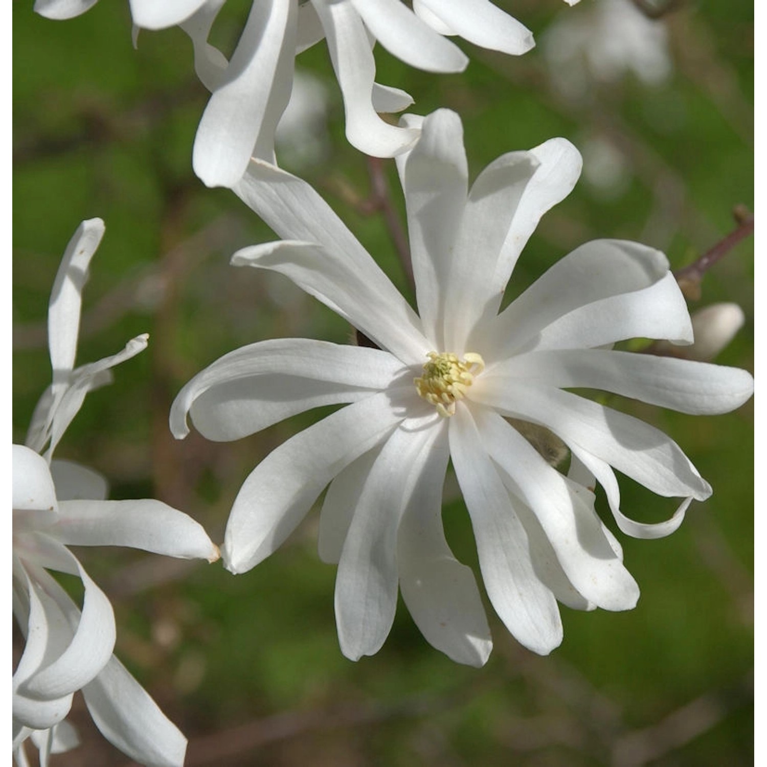 Sternmagnolie Royal Star 100-125cm - Magnolia stellata günstig online kaufen