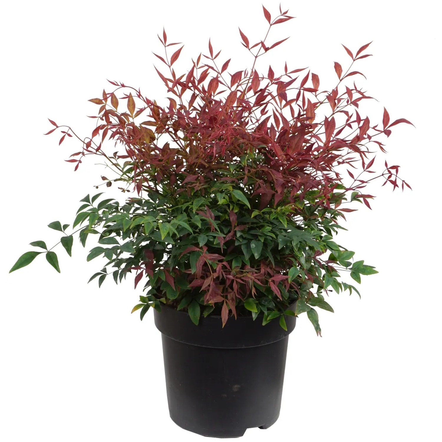 Heiliger Bambus "Obsessed" Höhe ca. 40 cm Topf ca. 6 l Nandina domestica