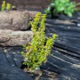 Aquagart Unkrautvlies 150g, 2m breit, im Einsatz im Gartenbeet mit Pflanzen und Steinen.