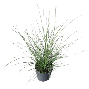 Chinaschilf 'Silberspinne' im Topf, Ziergras für sonnige Standorte.