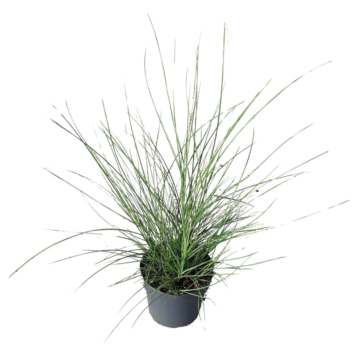 GROW by OBI Chinaschilf "Silberspinne" Topf-Ø ca. 19 cm Miscanthus sinensis