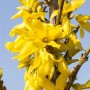 Nahaufnahme der leuchtend gelben Blüten der Forsythia Week-End -R- Forsythie.