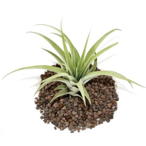 Exotenherz Tillandsia Capitata, grüne, lose Pflanze auf Lavasteinen.