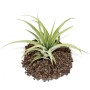 Exotenherz Tillandsia Capitata, grüne, lose Pflanze auf Lavasteinen.