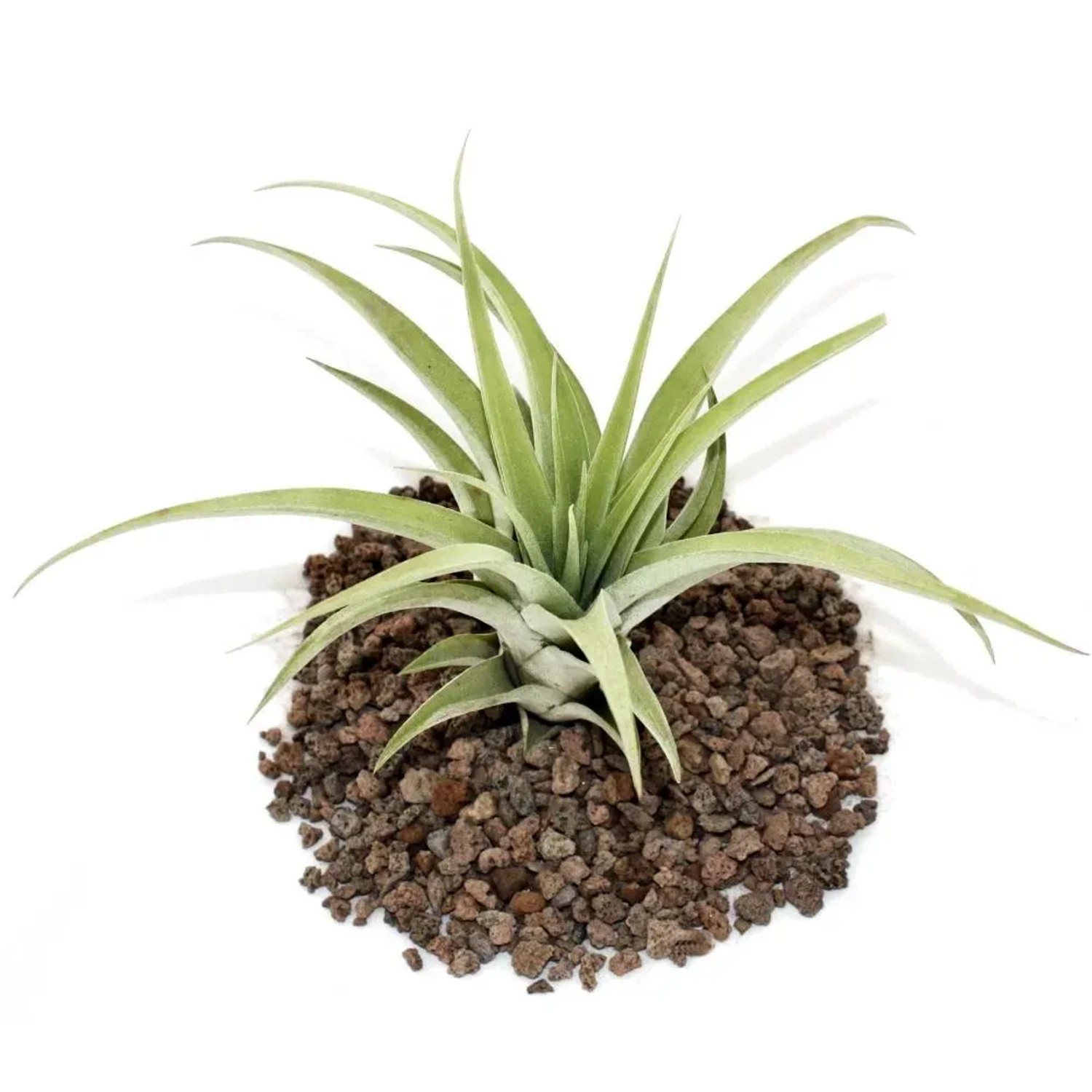 Exotenherz Tillandsia Capitata, grüne, lose Pflanze auf Lavasteinen.