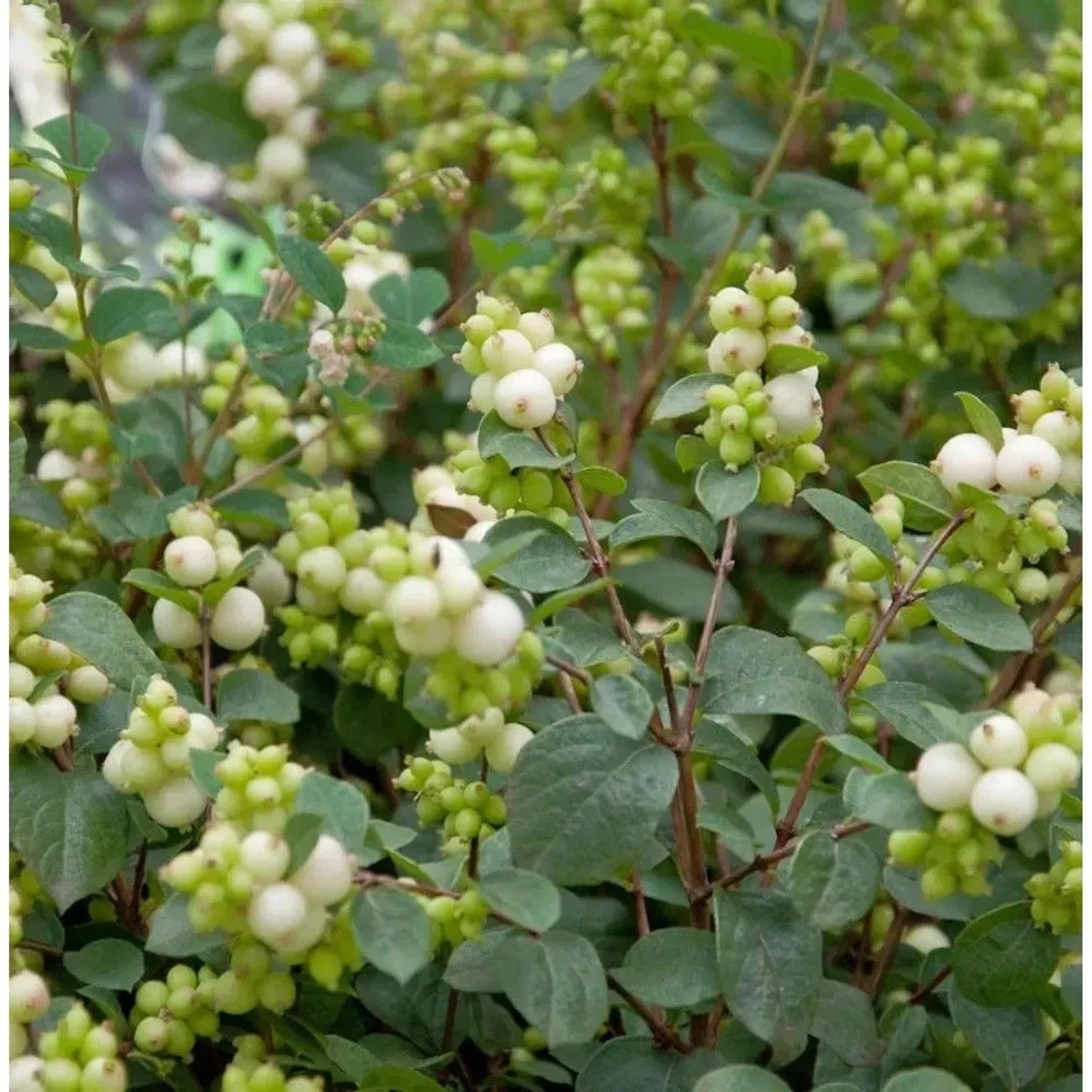 Amethystbeere Magical Avalanc 60-80cm - Symphoricarpos doorenbosii