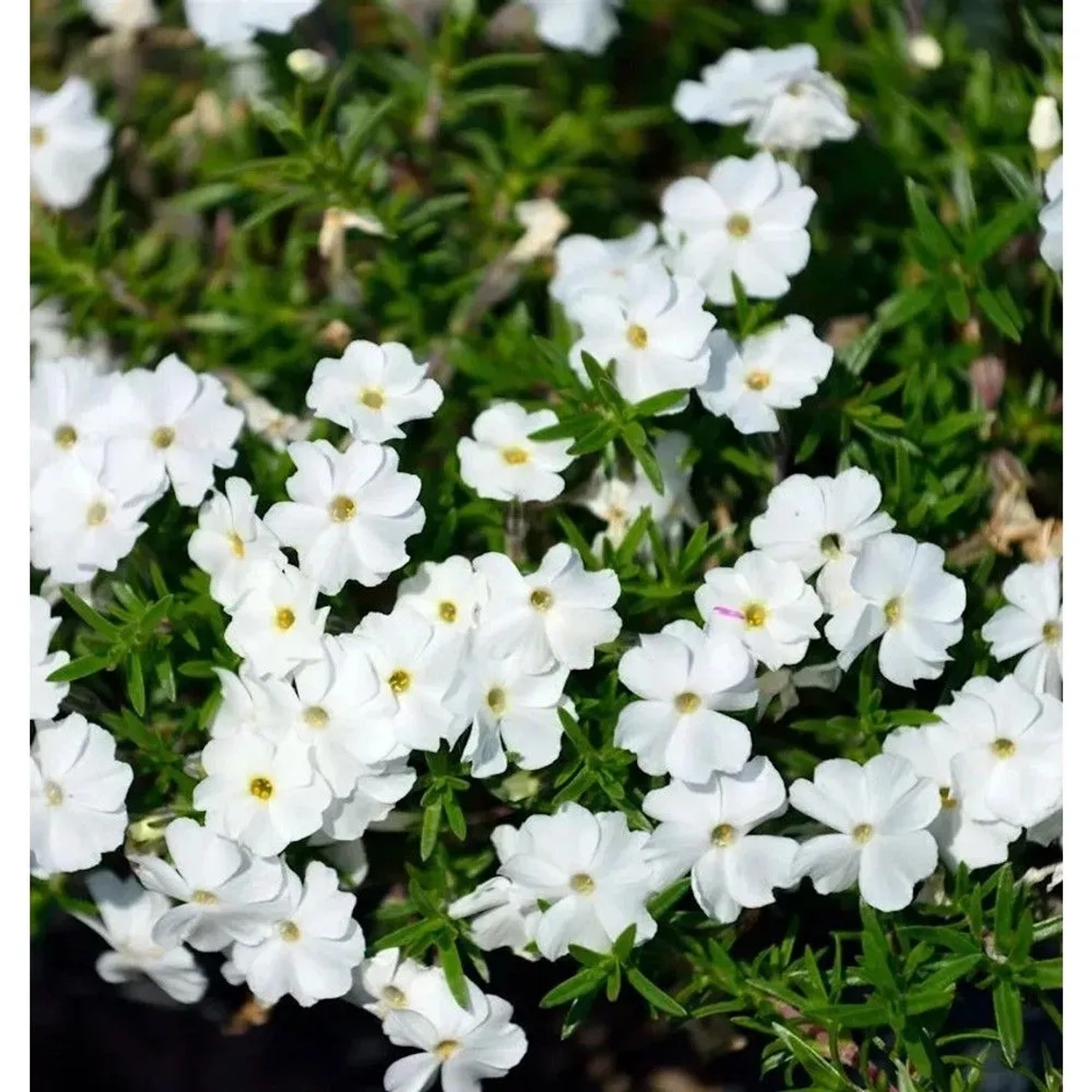 Hohe Flammenblume White Admiral - Phlox Paniculata