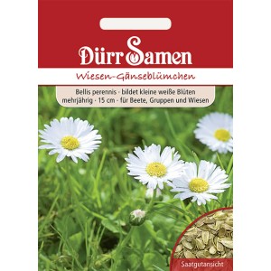 Dürr Samen Wiesen-Gänseblümchen, zweijährig, weiße Blüten. Saatgut für Beet, Gruppe und Wiese.