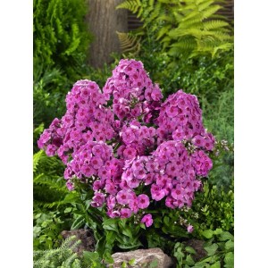 Rosa Sommerphlox (Phlox paniculata 'Cosmopolitan') im 11x11 cm Topf.