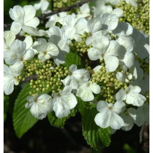 Nahaufnahme des filzigen Schneeballs (Viburnum plicatum) mit weißen Blüten und grünen Blättern.