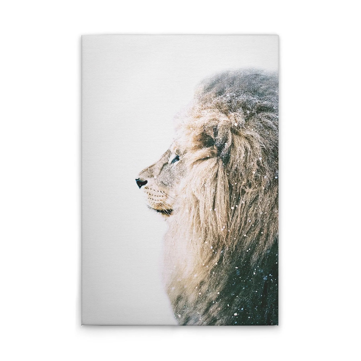 Tadessi Leinwandbild - M1-No.51092 - Tiere Löwe - 40 x 60 cm - Querformat