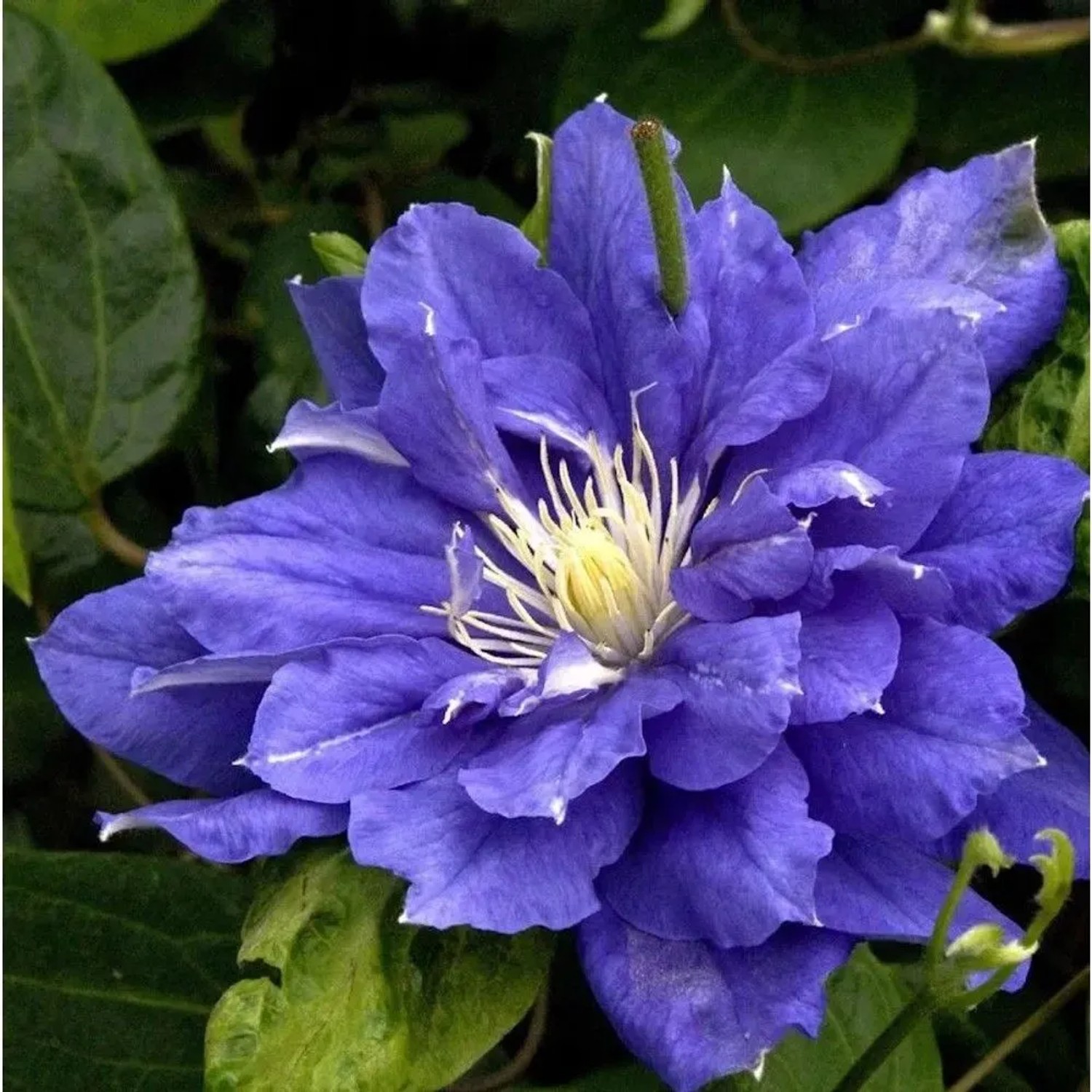 Evison Waldrebe Diamantina 60-80cm - Clematis
