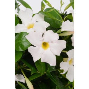 Dipladenie mit Rankhilfe im Topf, weiße Blüten und grüne Blätter.