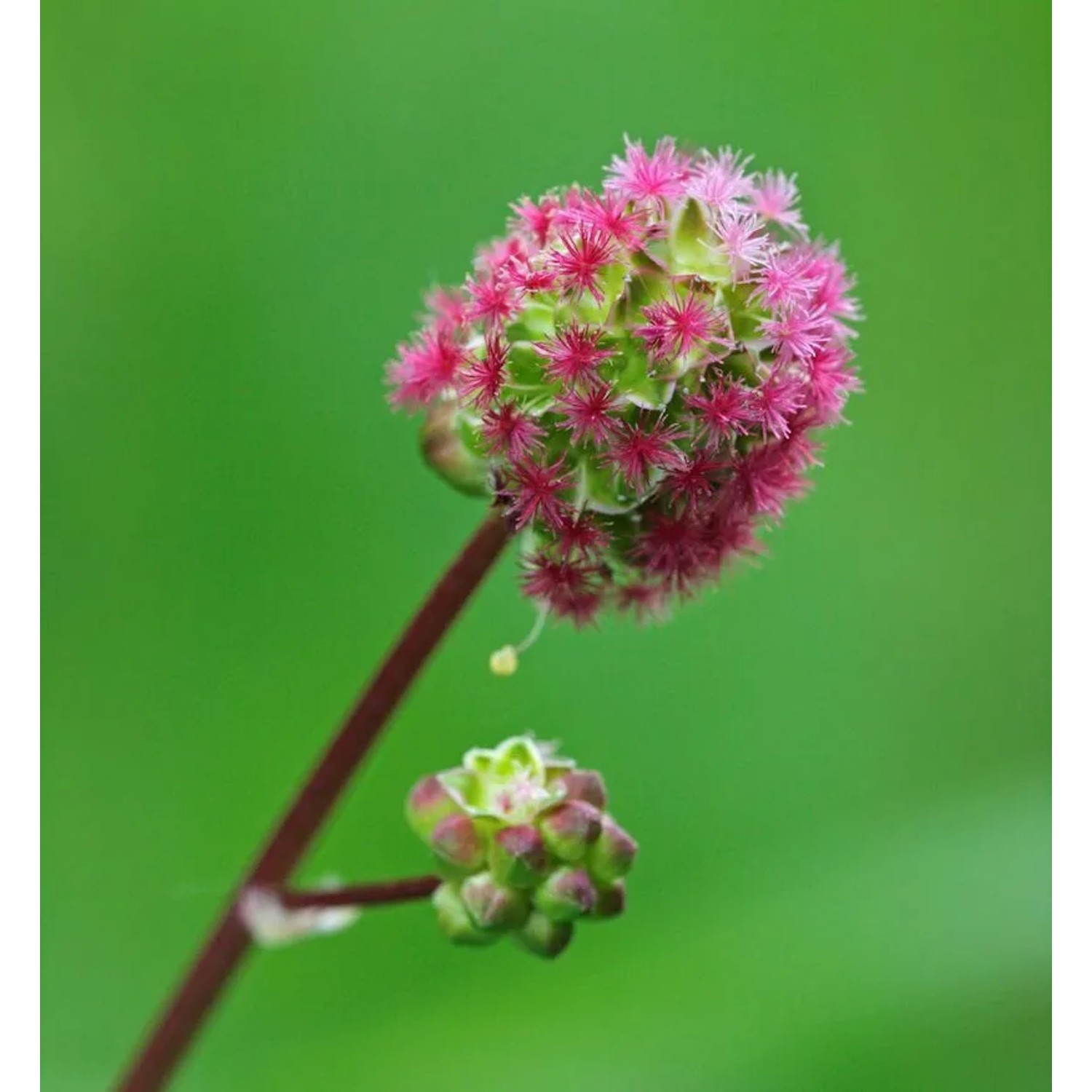 Japan Wiesenknopf - Sanguisorba obtusa