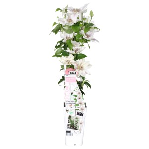 Waldrebe Corinne im Topf, ca. 65cm hoch, mit weiß-rosa Blüten. Clematis Kletterpflanze.