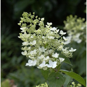 Rispenhortensie Unique mit weißen Blütenständen im Detail.