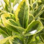 Detailaufnahme des Euonymus Japonicus Aureomarginatus Spindelstrauchs mit gelb-grünen Blättern.