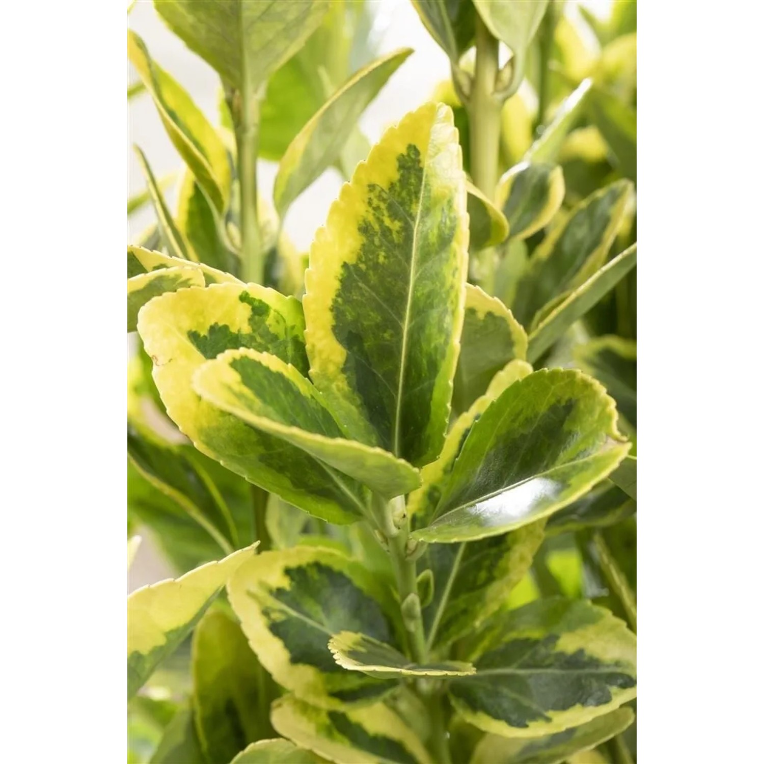Detailaufnahme des Euonymus Japonicus Aureomarginatus Spindelstrauchs mit gelb-grünen Blättern.