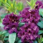Violette OBI Rhododendron-Hybride "Rasputin" mit grünen Blättern im Detail.