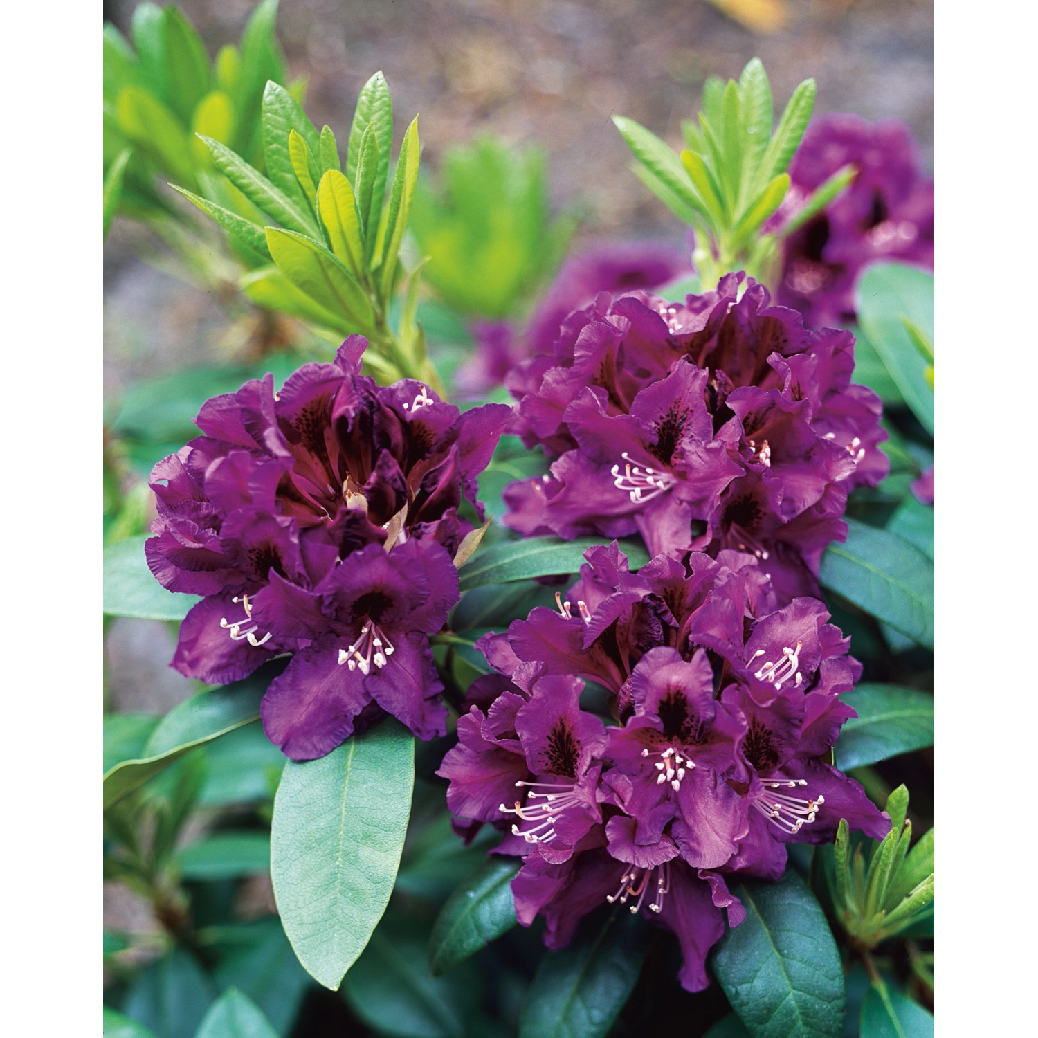 OBI Rhododendron-Hybride Rasputin Violett Höhe ca. 20 - 30 cm Topf ca. 5 l