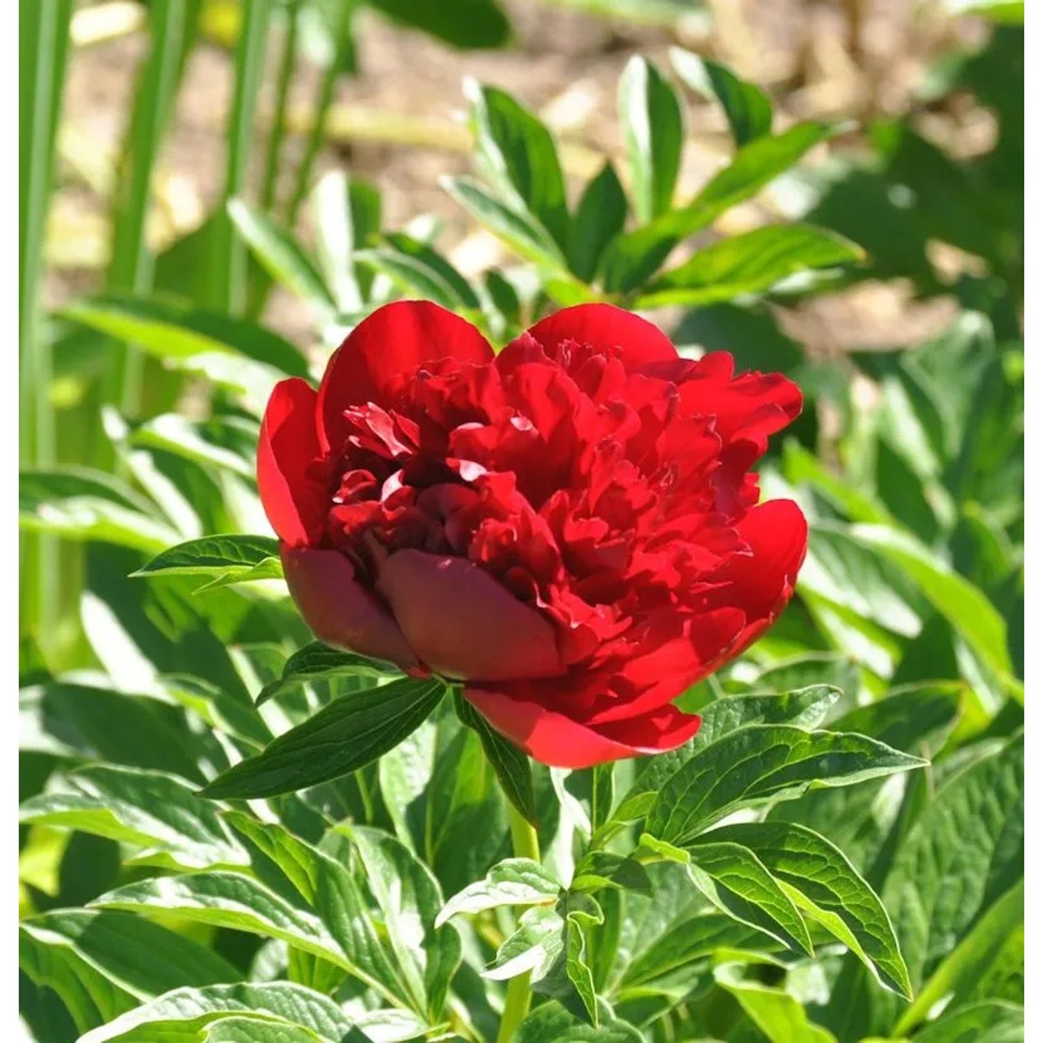 Edel Pfingstrose Red Charm - Paeonia cultorum