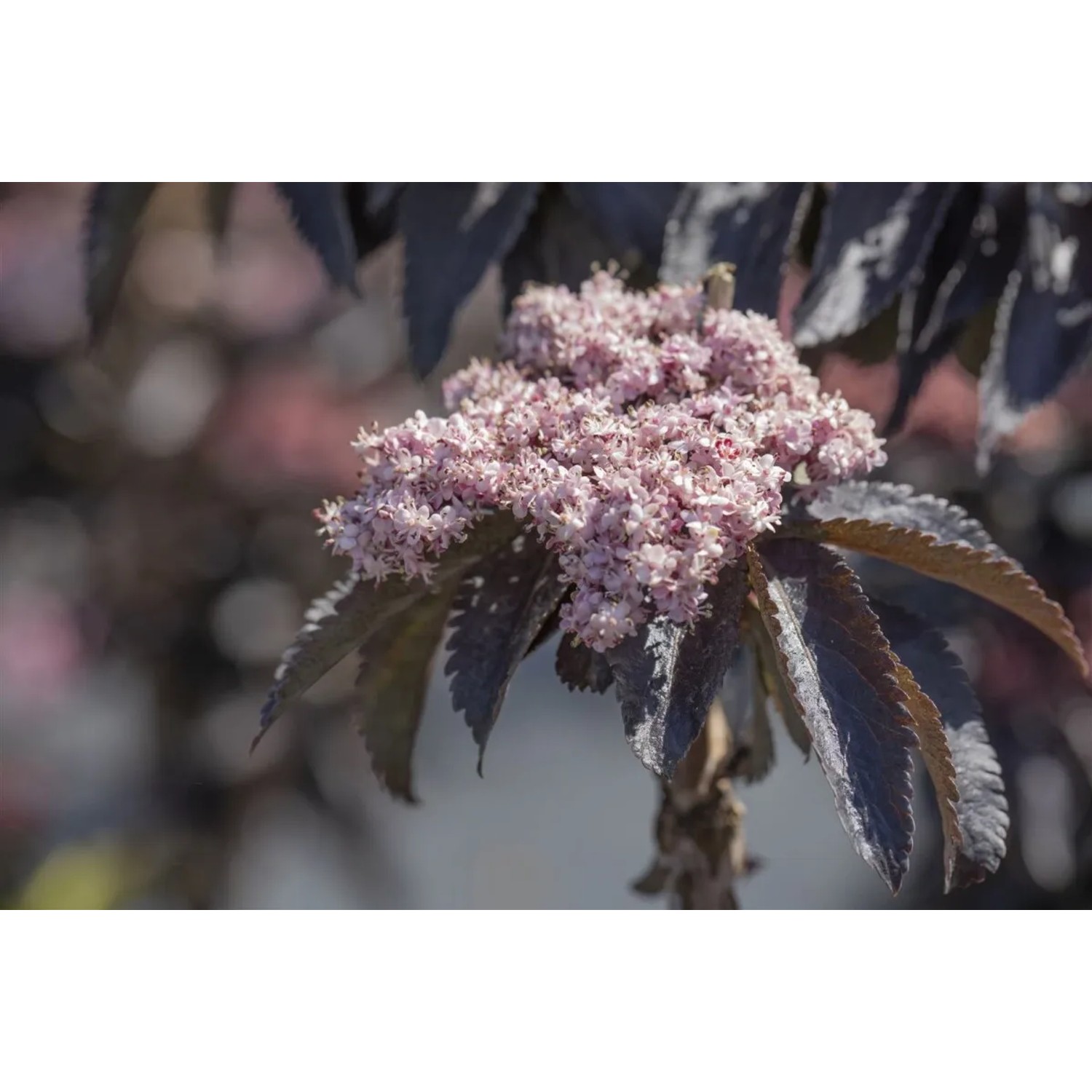 Nahaufnahme des dunkelvioletten Holunders 'Black Tower' mit rosa Blüten.