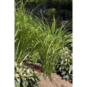 Grüne Rutenhirse 'Northwind' im 9x9 cm Topf, dekoratives Ziergras für Beet und Kübel.