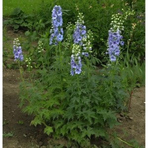 Blühender Rittersporn Azurriese (Delphinium belladonna) im Garten, Stauden.