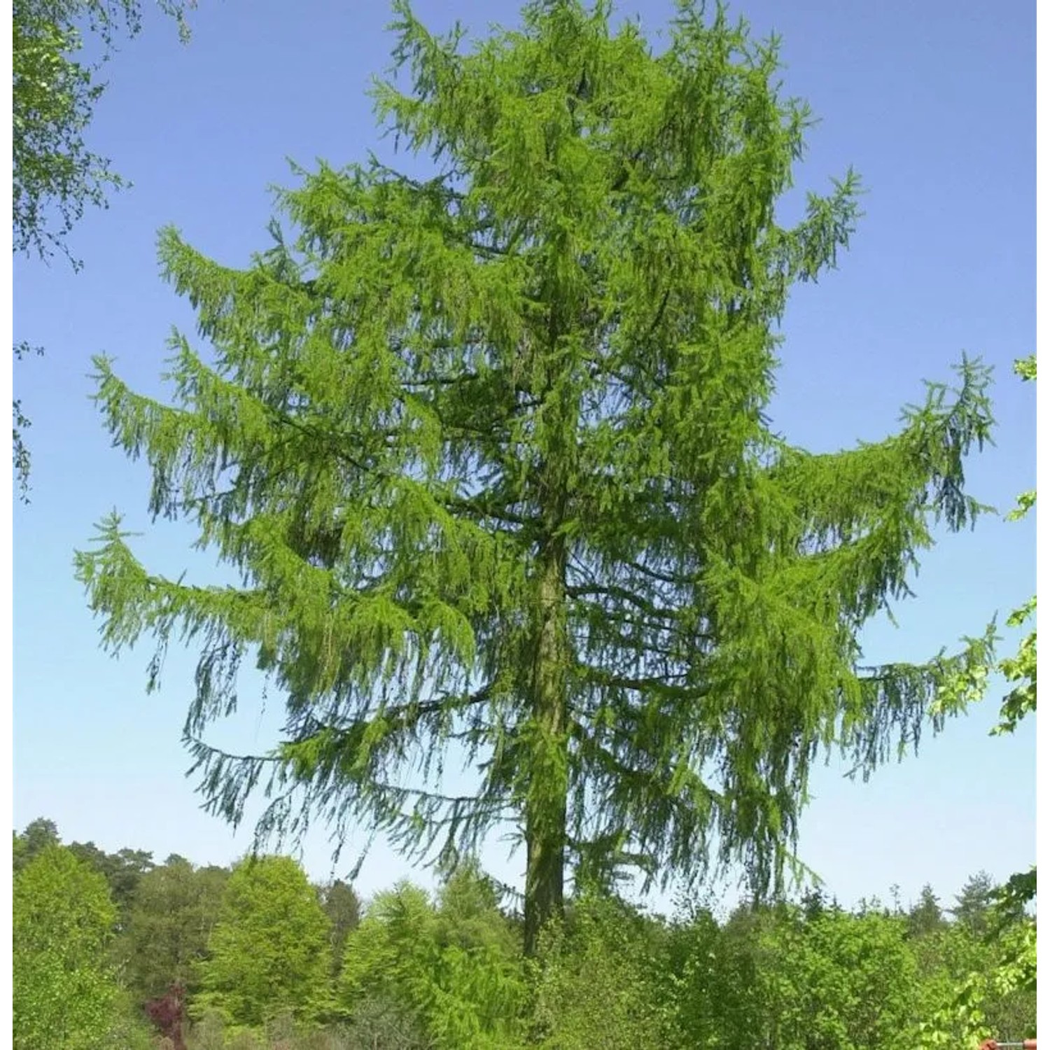 Europäische Lärche 100-125cm - Larix decidua günstig online kaufen