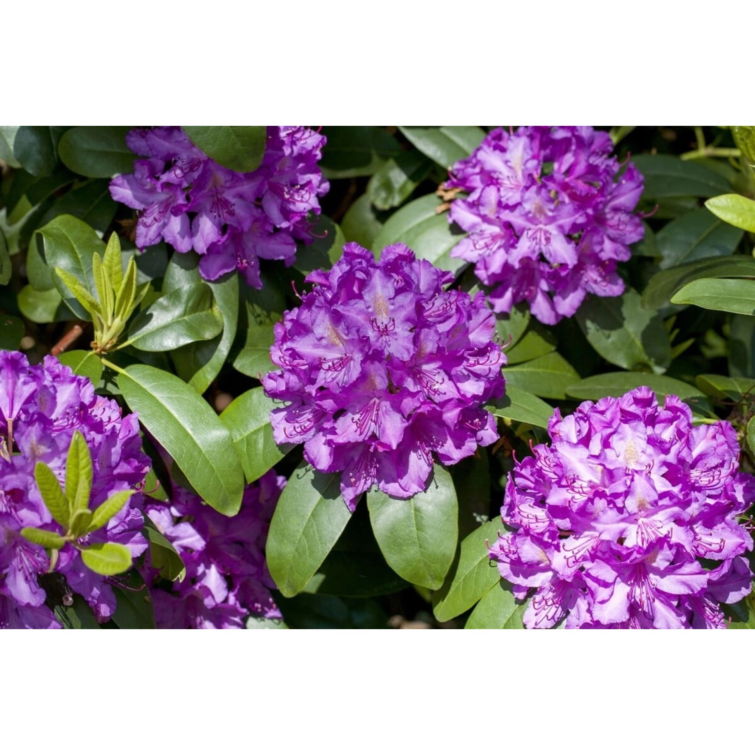 Rhododendron Hybr. Markgraf Rhododendron Rot 30–40 cm günstig online kaufen