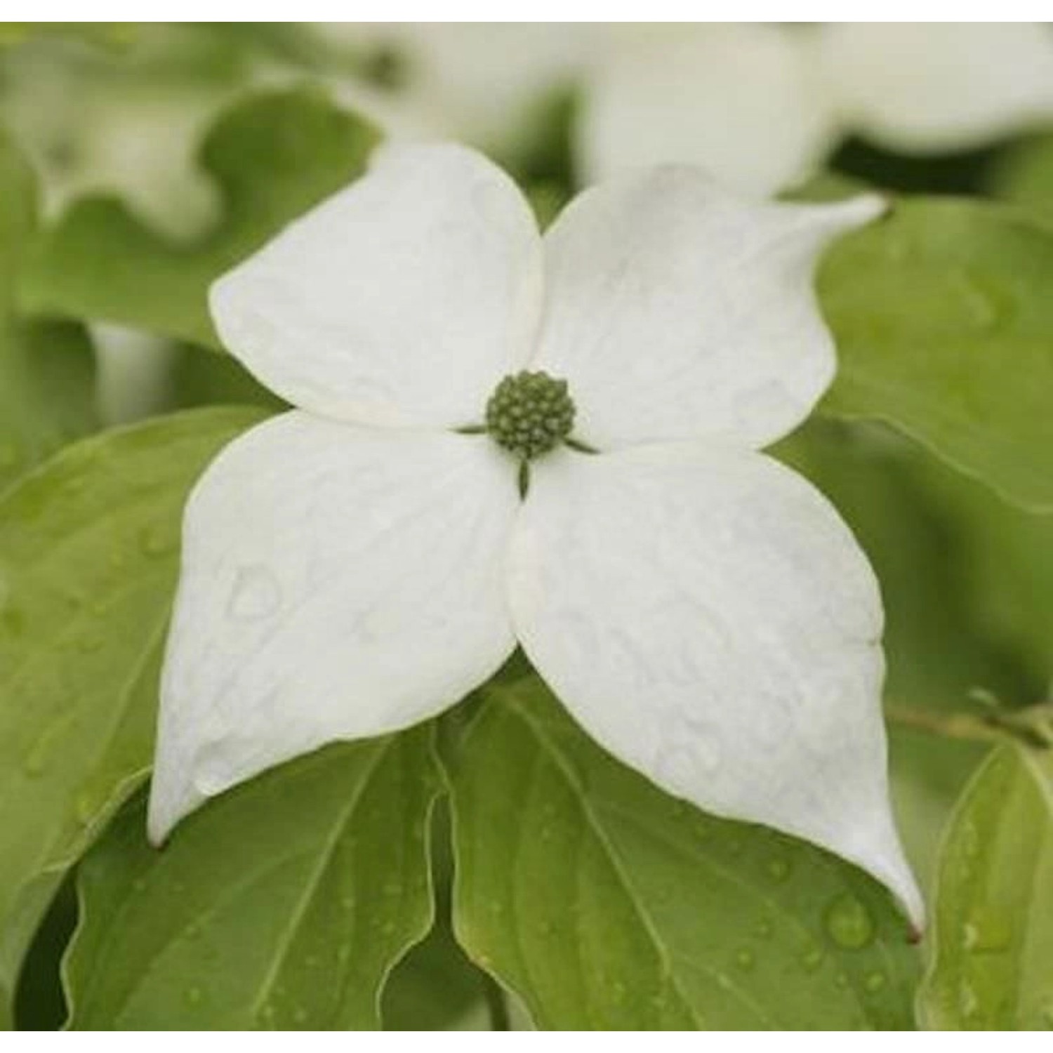 Japanischer Blumenhartriegel Teutonia 40-60cm - Cornus kousa günstig online kaufen