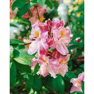 Blühender Rhododendron Luteum Cecile mit rosa-gelben Blüten und grünen Blättern.