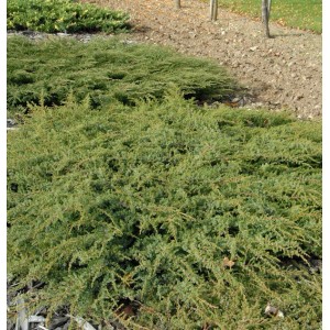 Kriechender Heidewacholder Hornibrook, immergrüner Strauch mit hellgrünen Nadeln.