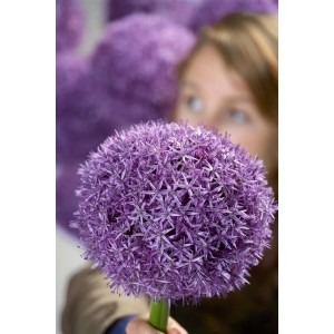 Nahaufnahme eines violetten Allium Globemaster Zierlauch im Topf.