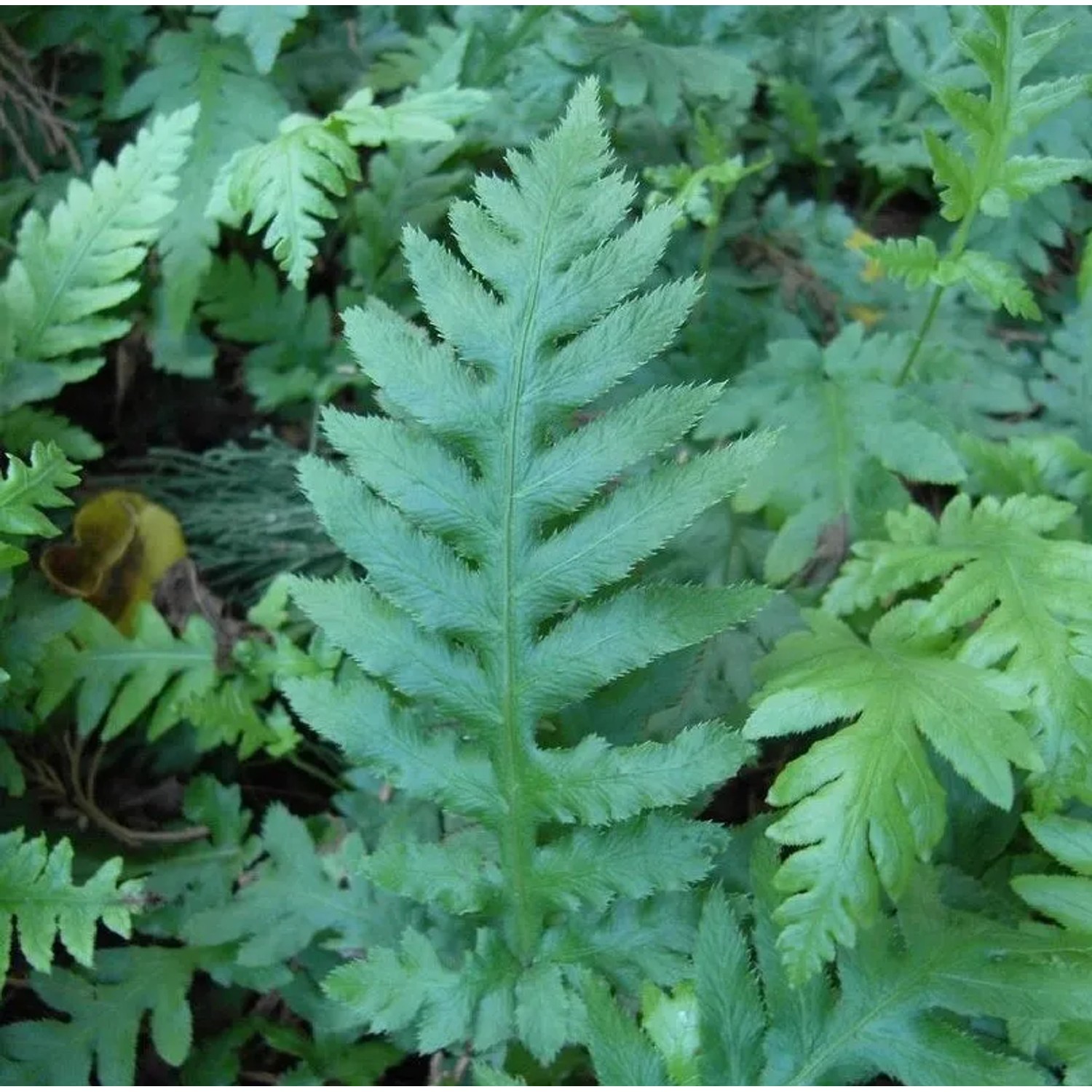 Fransen Kettenfarn - Woodwardia fimbriata